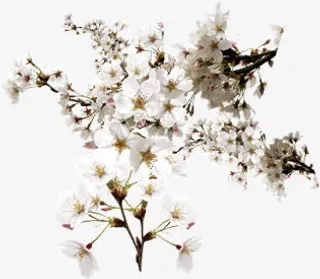 桃花淘宝促销海报首页免抠