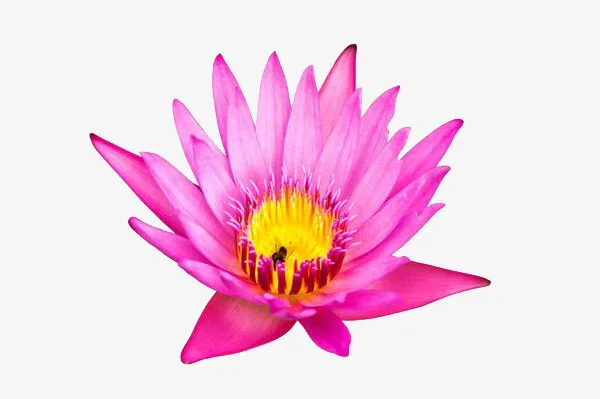 荷花摄影免抠