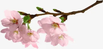 粉色可爱春天盛开花朵树枝免抠