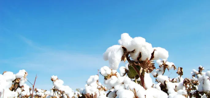 纯白棉花背景装饰高清