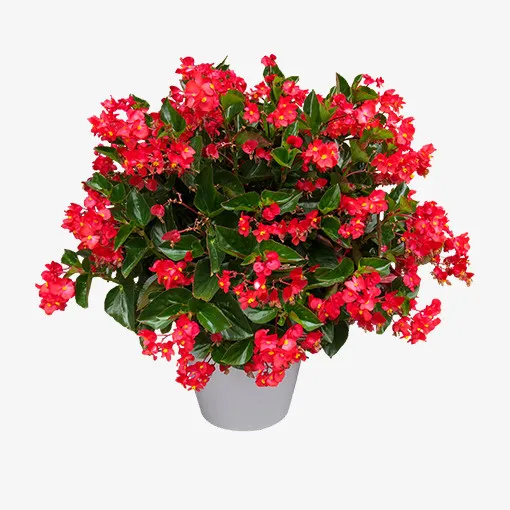 红色花瓣植物元素免抠