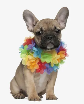 节日沙皮狗免抠