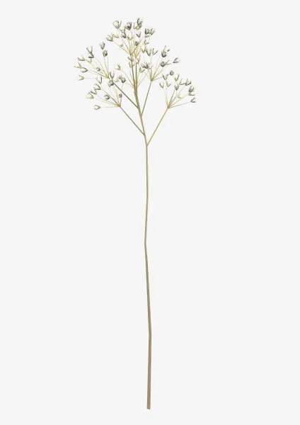 《花瓣 绿叶 蘑菇 水果》PNG免抠图素免抠