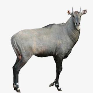 肥羊山羊青山羊动物png图片免抠