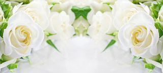 简约唯美白色花朵浅色背景海报背景
