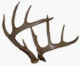 漂亮的鹿角免抠