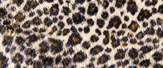 豹纹背景高清