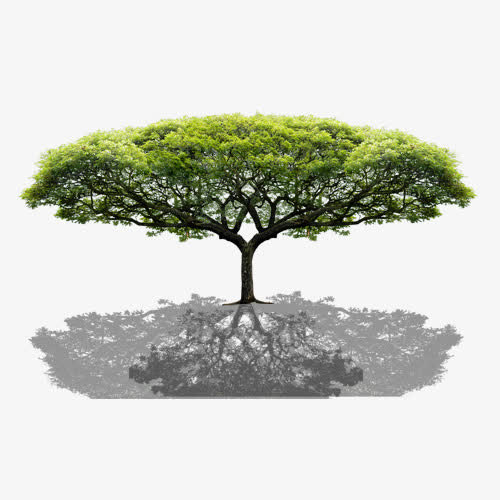 菩提大树免抠