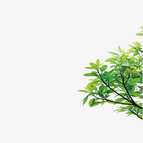 树枝免抠