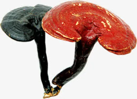 红色灵芝药材医疗免抠