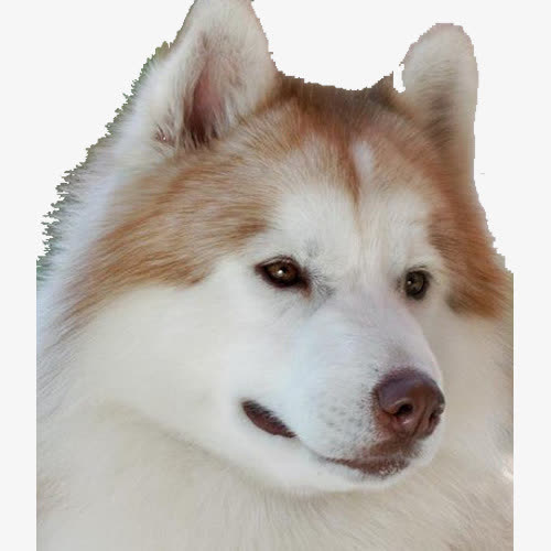 黄色阿拉斯加犬免抠