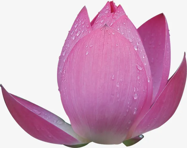 美丽的荷花免抠