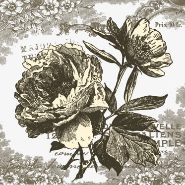 手绘无名花免抠