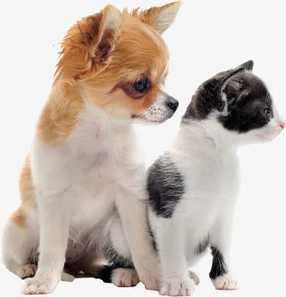 帅气萌狗素材免抠免抠