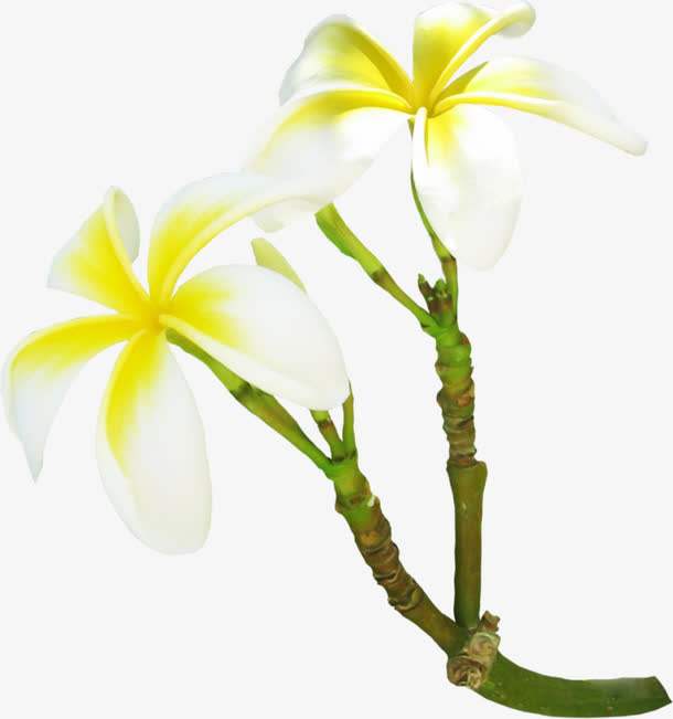 白色石斛花免抠