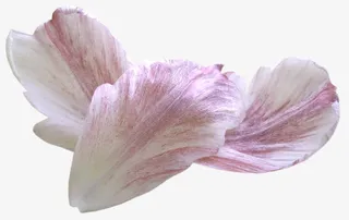 花瓣飘舞玫瑰花瓣免抠