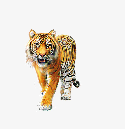 实物老虎免抠