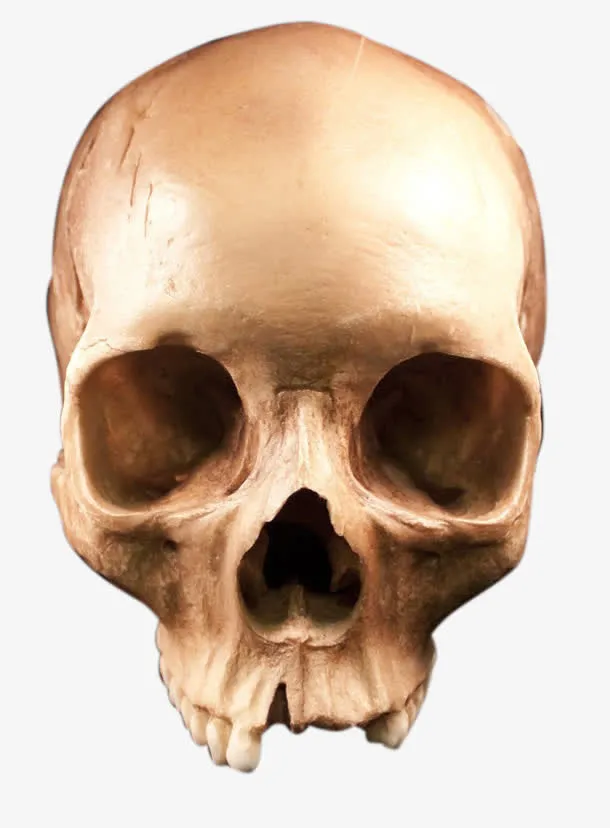 人头骨骷髅头免抠