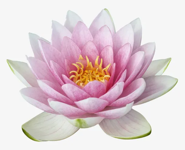 花瓣粉红的莲花免抠