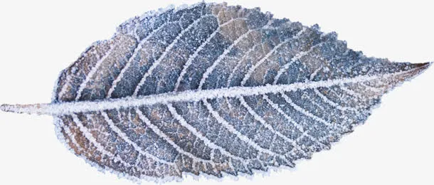 叶子单调冬日脉络纹理免抠