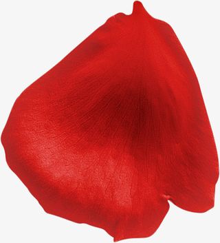 红色的花瓣免抠