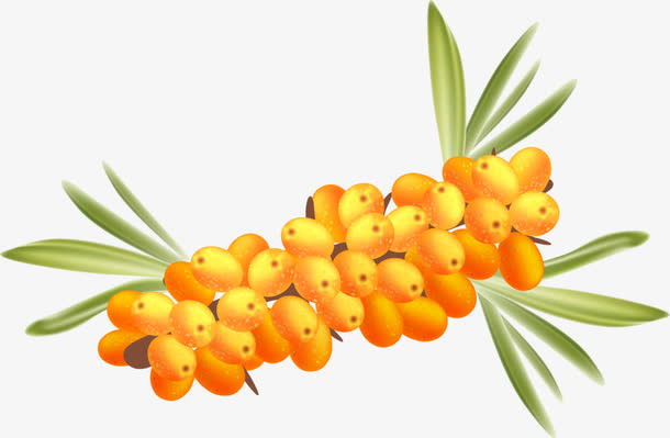 黄色沙棘免抠