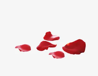 海报活动设计花瓣红色效果免抠