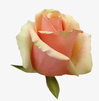 装饰矢量花草素材免抠