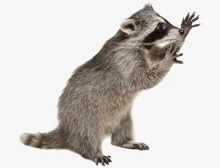 张开手的浣熊免抠