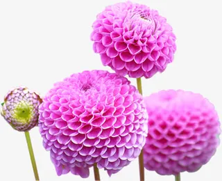 紫色创意花朵盛开免抠