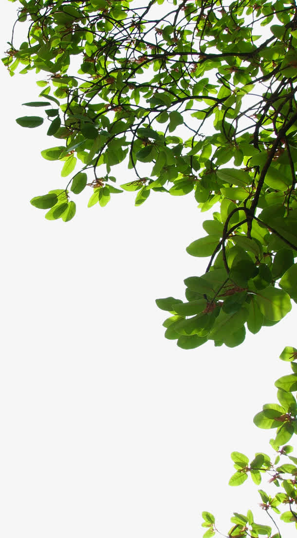 绿色树枝树叶实物素材免抠动植物植物元素