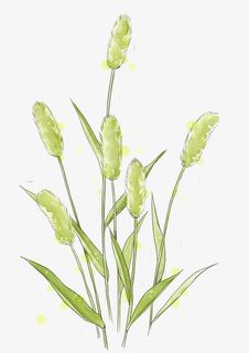 芦苇手绘图免抠