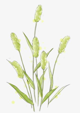 芦苇手绘图免抠