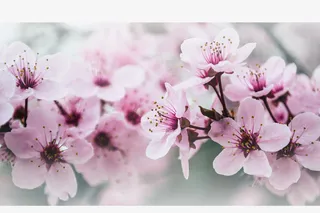 春天 草地 桃花 梨花 渐变透明元素12免抠背景场景背景元素