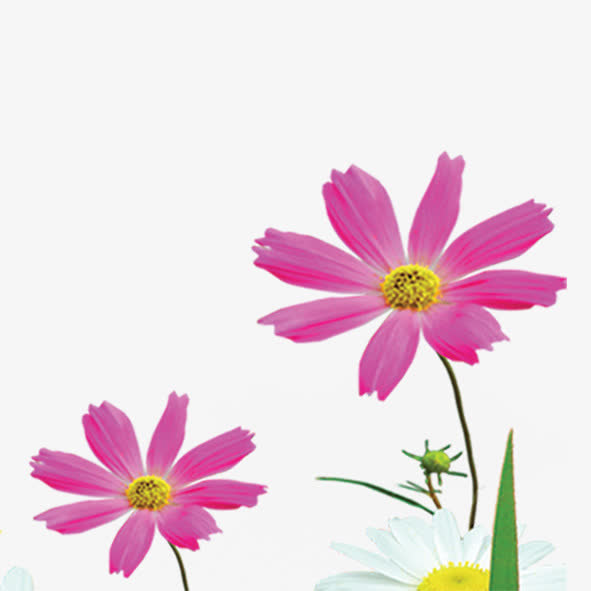 绽放花朵免抠