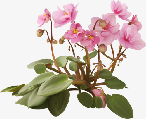 花卉免抠