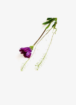 春天花朵紫花踏青免抠