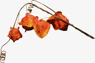 树枝上的灯笼果免抠