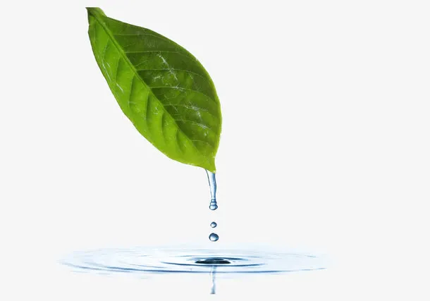 滴水的叶子免抠