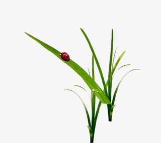 唯美精美七星瓢虫树叶草装饰免抠