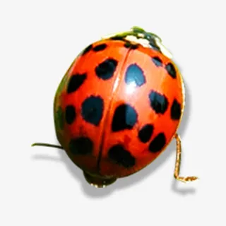 七星瓢虫 红色免抠