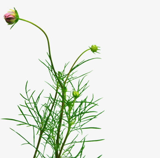 春天花苞郊外植物免抠