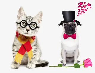 带帽子的小动物免抠