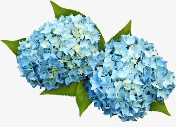 花簇鲜花免抠