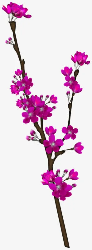 紫色的梅花免抠
