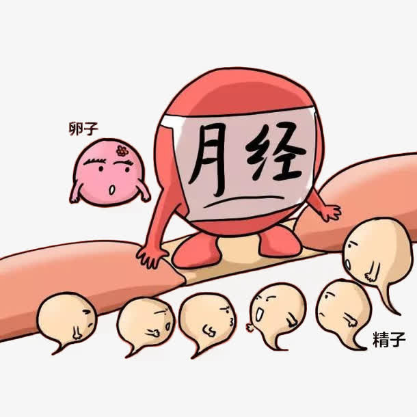 卡通精子和卵子被月经阻隔免抠