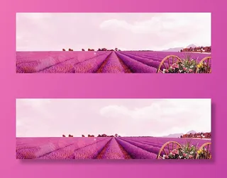 薰衣草背景免抠