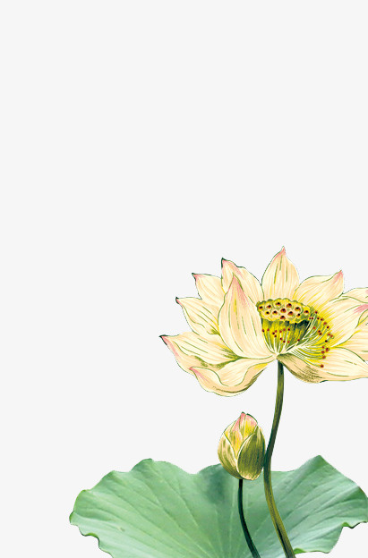 荷花免抠