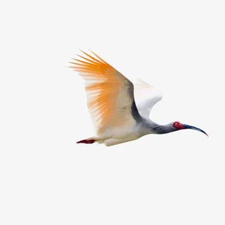 朱鹮国家保护动物免抠