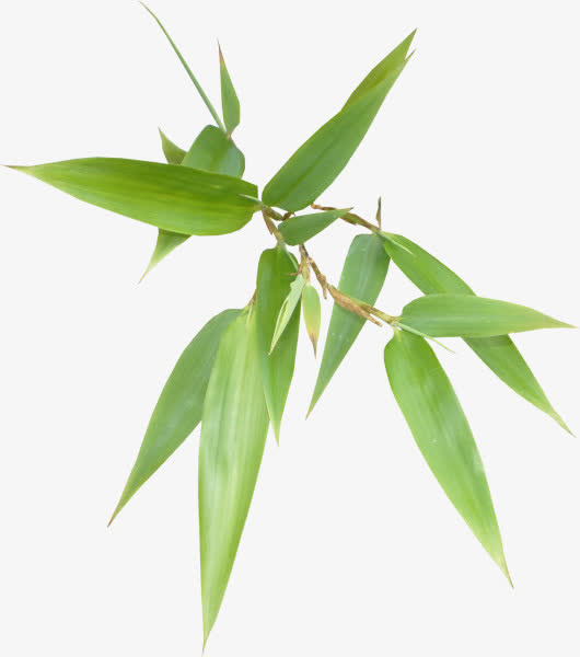 竹叶免抠
